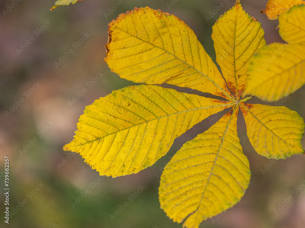 Yellow Horse chestnut leaves in autumn