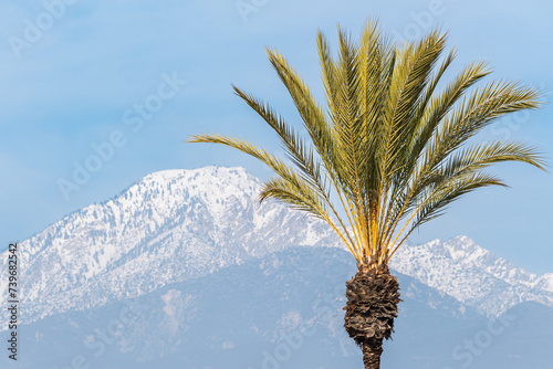 Palm Tree Frame Right and Cucamonga Peak Under Blue Sky photo