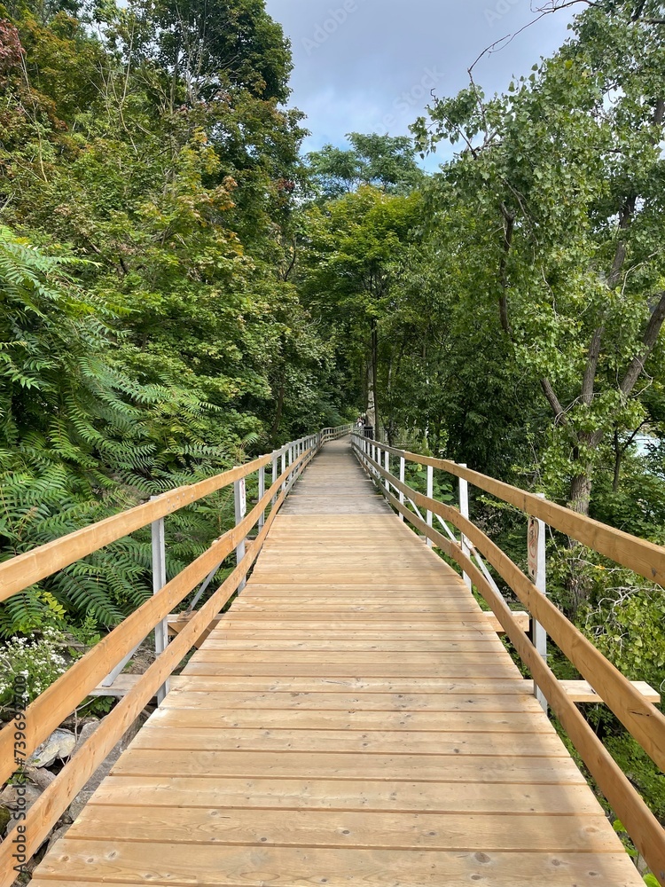 Fototapeta premium into the woods bridge