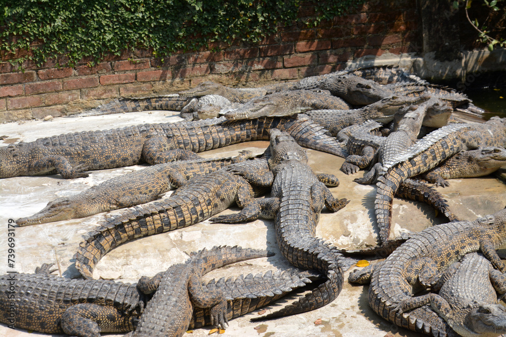 Crocodiles farm in Bangladesh in a summer day.Crocodiles in a crocodile farm in Naikkhongchari, Bandarban, Bangladesh Crocodiles farm in Bangladesh in a summer day.Crocodiles in a crocodile farm in Naikkhongchari, Bandarban, Bangladesh