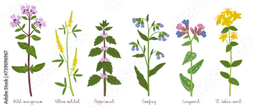 field flowers, vector drawing wild plants at white background, floral elements, hand drawn botanical illustration photo