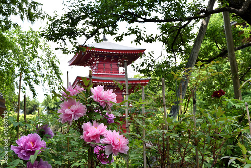 塔をバックに咲いたピンクの牡丹の花 © 修 大森