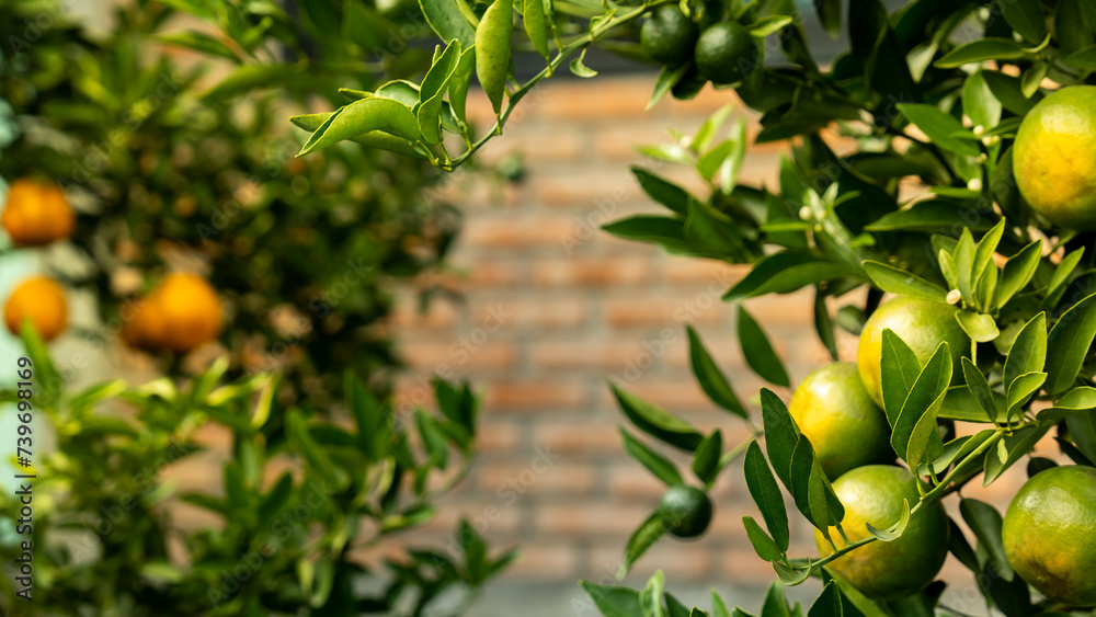 Organic citrus tree ripe oranges set against a textured brick wall texture background from home garden, creates a harmonious blend of urban and natural elements Organic citrus tree ripe oranges set against a textured brick wall texture background from home garden, creates a harmonious blend of urban and natural elements