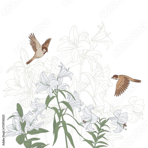 white lily flowers and sparrow birds, vector drawing floral composition , flowering garden , hand drawn natural illustration © cat_arch_angel