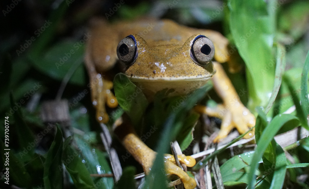 Boana geographica, anfíbio da família Hylidae. Encontrada na Bolívia ...