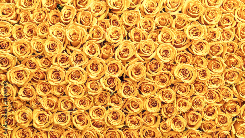 Top view of numerous white roses with delicate petals unfolding to reveal yellow cores, creating mesmerizing pattern ideal for backgrounds, wallpapers or fabric designs. Top view of numerous white roses with delicate petals unfolding to reveal yellow cores, creating mesmerizing pattern ideal for backgrounds, wallpapers or fabric designs.