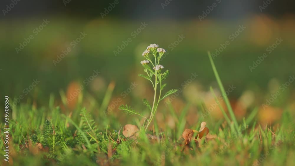 A tiny yarrow plant with delicate white flowers in the lush green grass. Parallax shot, bokeh background. A tiny yarrow plant with delicate white flowers in the lush green grass. Parallax shot, bokeh background.