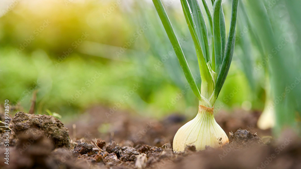 Young onion growing in the garden. Selective focus - obrazy, fototapety, plakaty 