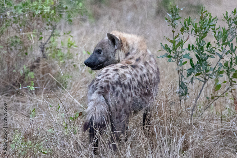 Spotted Hyena in sub-saharan southern Africa Spotted Hyena in sub-saharan southern Africa