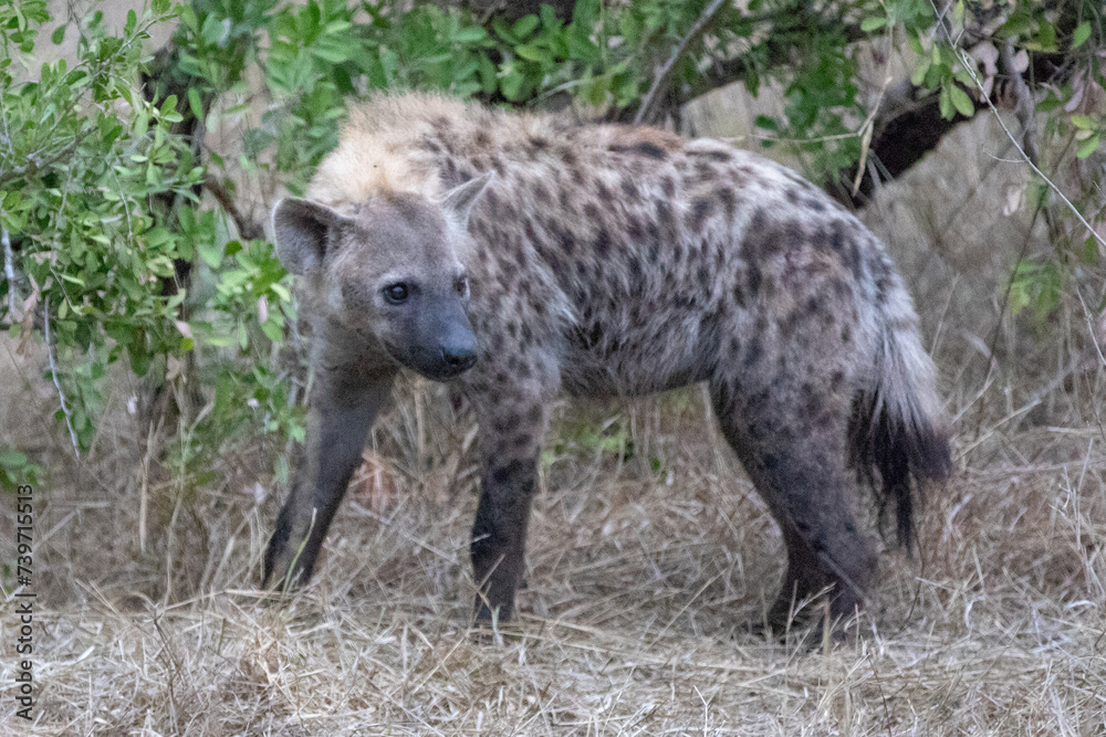 Juvenile spotted Hyena in southern Africa Juvenile spotted Hyena in southern Africa