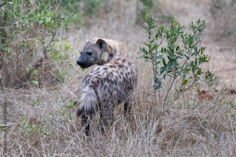 Young juvenile spotted Hyena in southern Africa Young juvenile spotted Hyena in southern Africa
