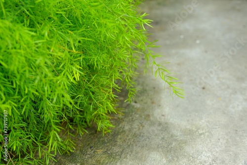Beautiful greenery plant in yard. Asparagus racemosus photo