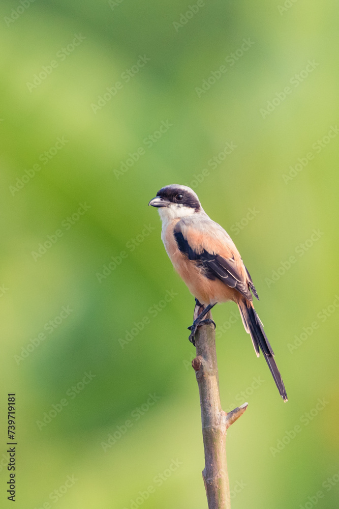 Naklejka premium Red-backed shrike