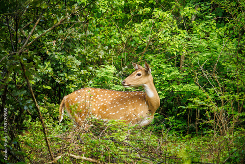 The axis female deer (or chital, axis axis) hides in the monsoon evergreen forest. Yala national park, Sri Lanka