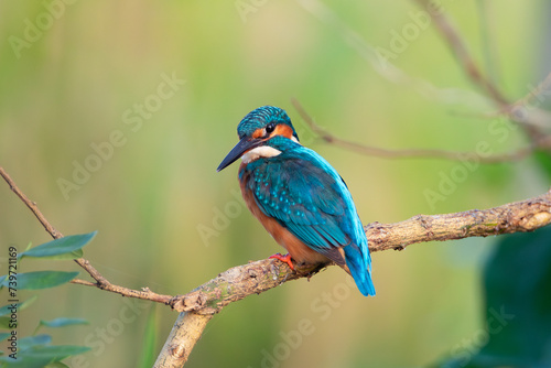 Common Kingfisher