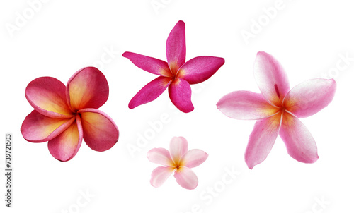 colourful blooming four frangipani flower head isolated on transparent