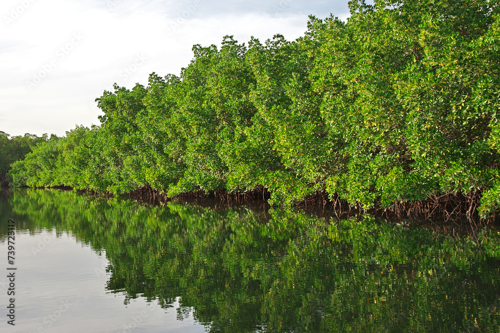 Mangroves jungle close Toubacouta village, Senegal, West Africa