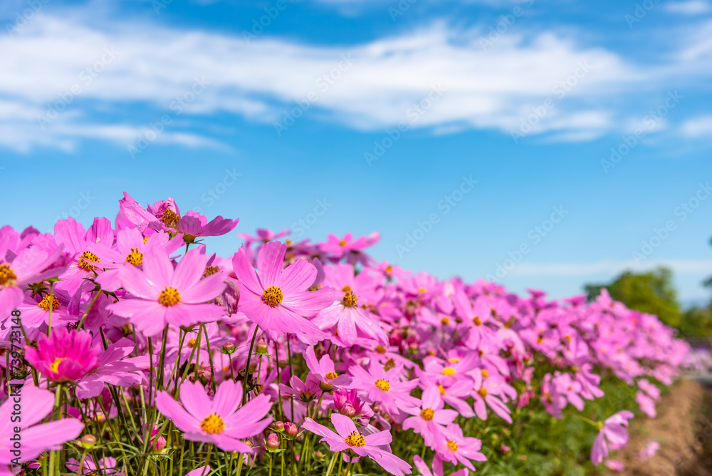 Pink cosmos flowers in cosmos flower field with blue sky background.
