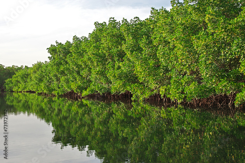 Obraz na płótnie Mangroves jungle close Toubacouta village, Senegal, West Africa w salonie