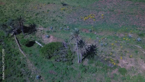 Palmtree(s) on the countryside of algarve portugal  photo