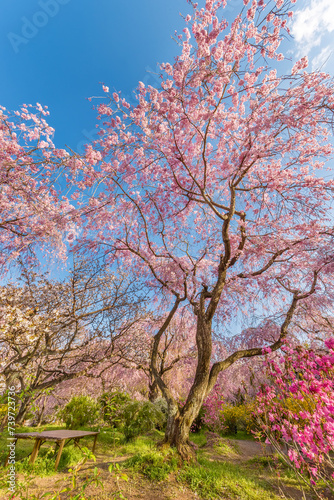 Fresh pink flowers of sakura growing in Japanese garden. Natural background