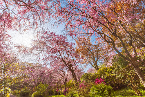Fresh pink flowers of sakura growing in Japanese garden. Natural spring outdoor background