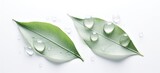 Two green leaves with drops of water isolated on a white background
