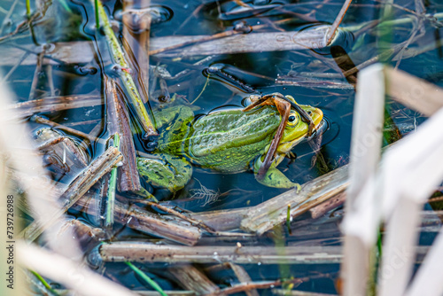 green frog cold-blooded in the pond 