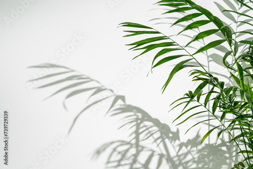 Palm leaves and shadows against white wall for background