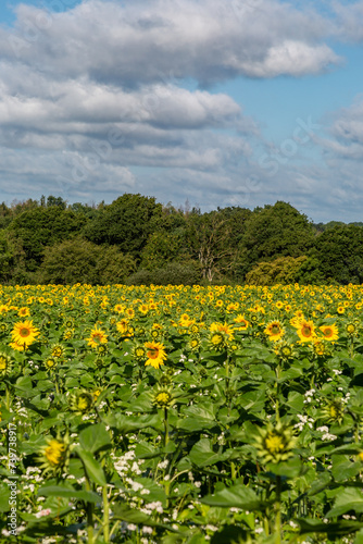 A field of sunflowers in the summer sunshine