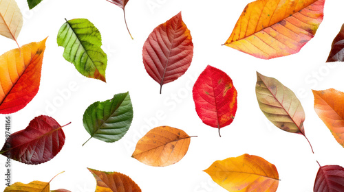 Top-down view of different colored leaves isolated on transparent and white background.PNG image