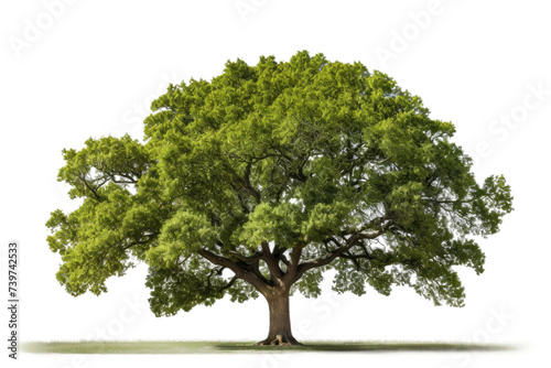 Majestic Tree With Lush Green Leaves. A striking image featuring a large tree adorned with vibrant green leaves standing against a pristine. on a White or Clear Surface PNG Transparent Background.