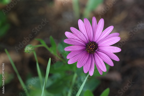 Pink Dimorphotheca ecklonis, also known as Cape marguerite