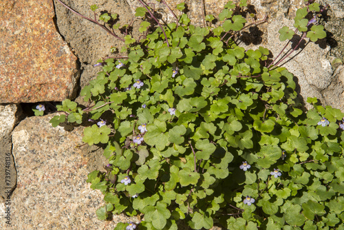 Cymbalaria  muralis, ciombolino comune