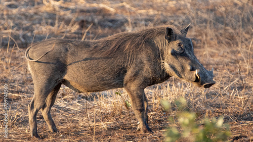 Warthog during golden hour in sub Saharan Africa photo