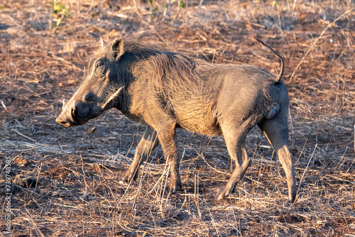 Common warthog slowly walking during golden hour in sub Saharan Africa photo