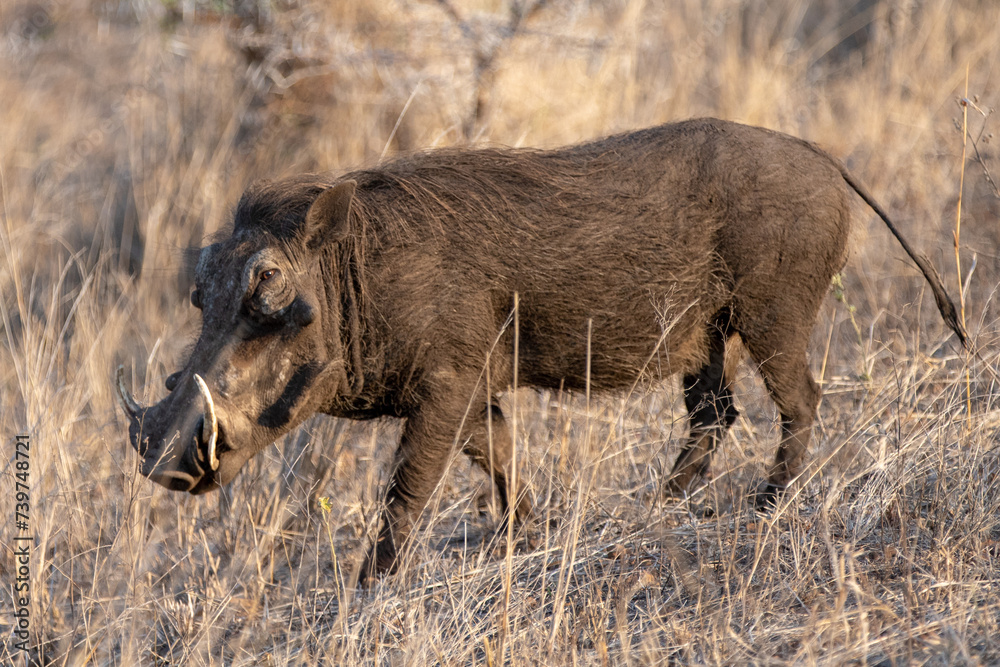 Dark brown common warthog during golden hour in sub Saharan Africa Dark brown common warthog during golden hour in sub Saharan Africa