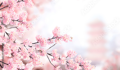 Horizontal banner with sakura flowers of pink color and ancient pagoda on sunny misty backdrop. Beautiful nature spring background with a branch of blooming sakura. Sakura blossoming season in Japan