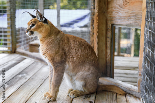 Wild caracal cat in a cage at a sanctuary in California