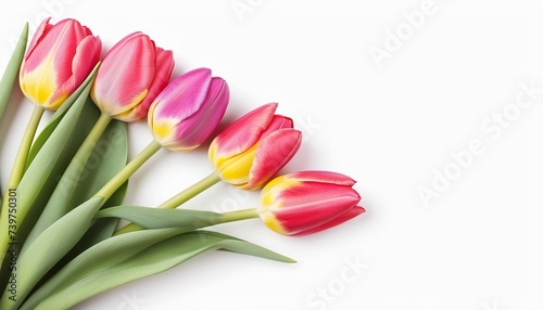 Beautiful Tulips Isolated on White: A Vector Illustration