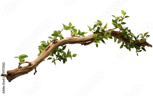 A Branch of a Tree With Green Leaves. A close up photo of a single branch from a tree, covered in bright green leaves. on a White or Clear Surface PNG Transparent Background.