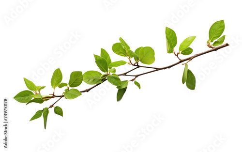 Branch of a Tree With Green Leaves. A close up photo capturing a branch of a tree covered in vibrant green leaves. on a White or Clear Surface PNG Transparent Background. © Usama