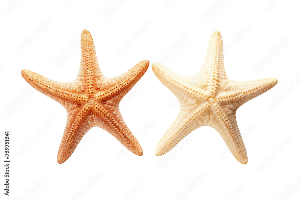 Two Starfish. Two starfish are placed side by side. on a White or Clear Surface PNG Transparent Background. Two Starfish. Two starfish are placed side by side. on a White or Clear Surface PNG Transparent Background.