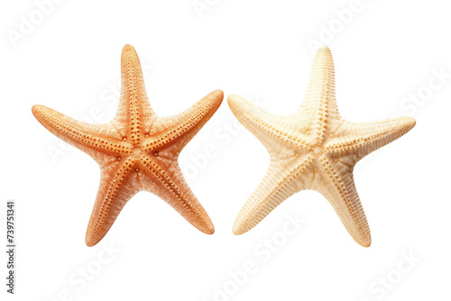 Two Starfish. Two starfish are placed side by side. on a White or Clear Surface PNG Transparent Background.