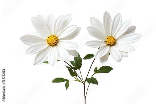 Two White Flowers With Green Leaves. This photo features two white flowers with green leaves  captured. on a White or Clear Surface PNG Transparent Background.