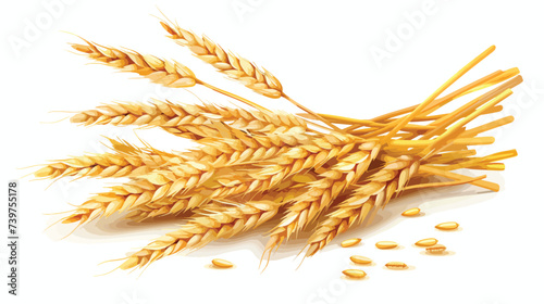 Bunch of wheat on white background.