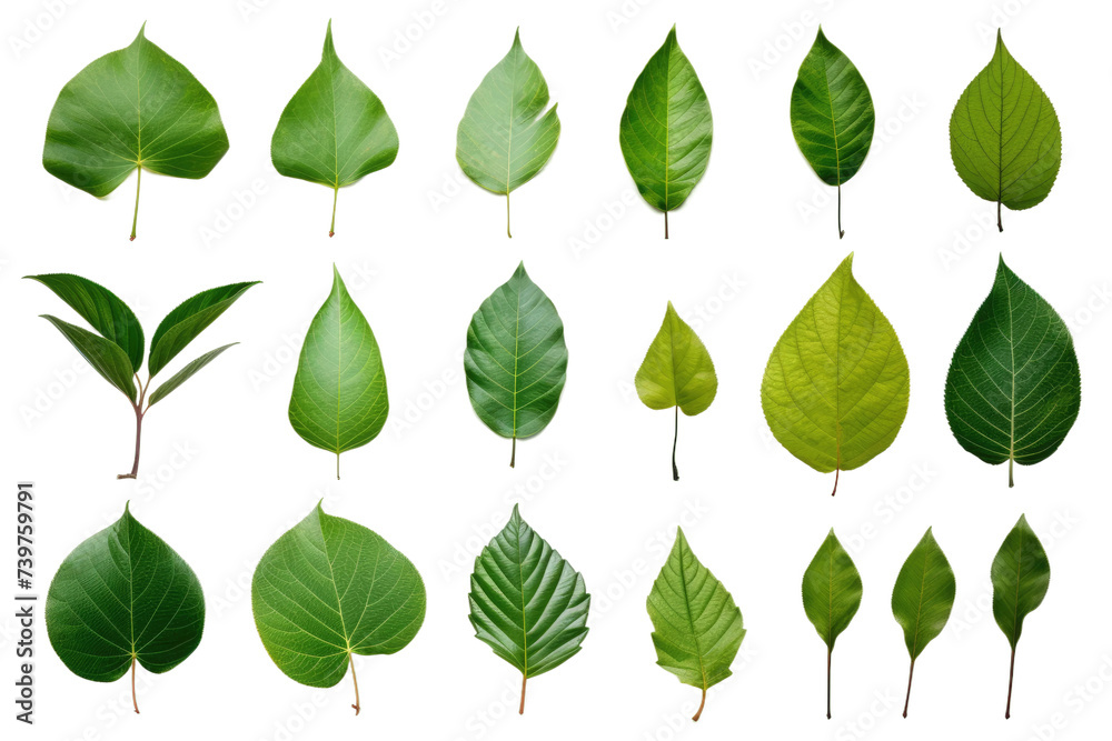 A collection of green leaves clustered together. on a White or Clear Surface PNG Transparent Background.