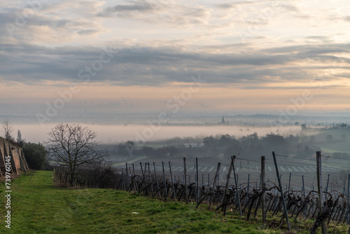 misty morning over vineyards