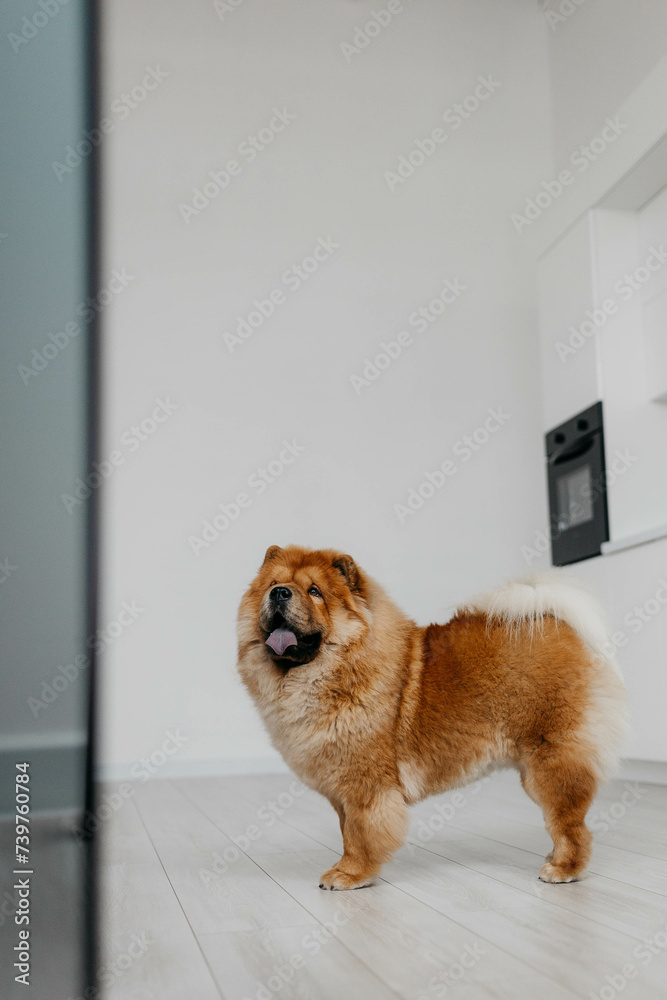 A red-haired chow chow dog in a photo studio