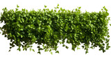 green trimmed bush hedge fencing, isolated on transparent background, png file